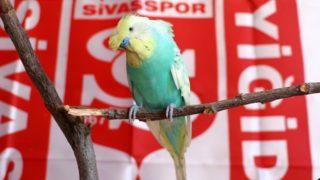 Fanatik muhabbet kuşu: O kupa Sivas’a geldi, elhamdülillah Sivaslıyız, gardaş