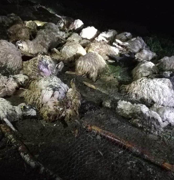 Tokat’ta gök gürültüsünden ürken 55 koyun telef oldu