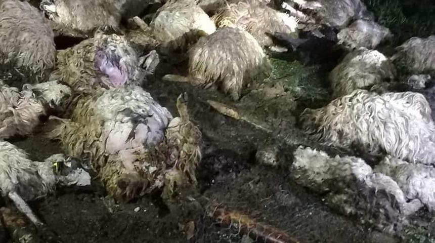 Tokat’ta gök gürültüsünden ürken 55 koyun telef oldu