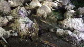 Tokat’ta gök gürültüsünden ürken 55 koyun telef oldu