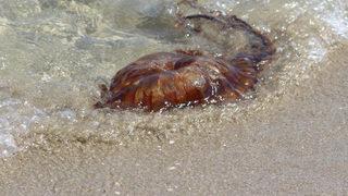 Denizde büyük tehlike! Uzmanlar Pusula denizanalarına karşı uyardı: Sakın dokunmayın