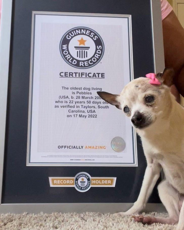 Dünyanın en yaşlı köpeği olarak Guinness Rekorlar Kitabı’na girdi! İnsan yaşıyla 154’e bastı G3