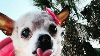 Dünyanın en yaşlı köpeği olarak Guinness Rekorlar Kitabı’na girdi! İnsan yaşıyla 154’e bastı