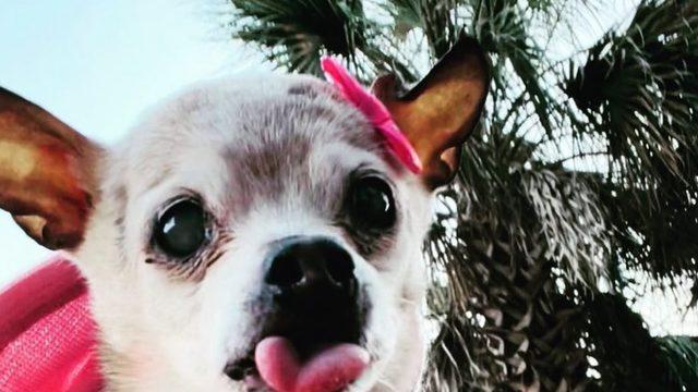 Dünyanın en yaşlı köpeği olarak Guinness Rekorlar Kitabı’na girdi! İnsan yaşıyla 154’e bastı