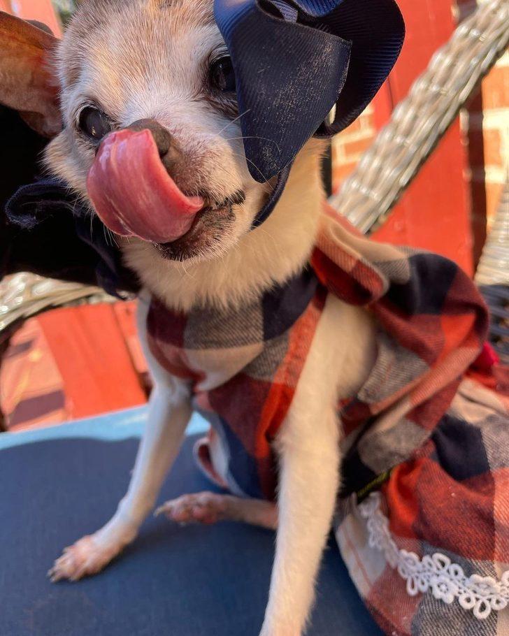 Dünyanın en yaşlı köpeği olarak Guinness Rekorlar Kitabı’na girdi! İnsan yaşıyla 154’e bastı G2