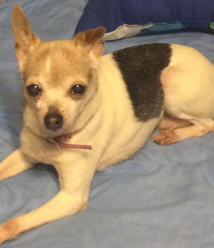 Dünyanın en yaşlı köpeği olarak Guinness Rekorlar Kitabı’na girdi! İnsan yaşıyla 154’e bastı G1