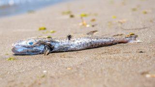 Mersin'de sahilde balon balığı tehlikesi! Kediler zehirlendi, salyası bile öldürüyor