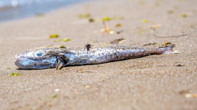 Mersin'de sahilde balon balığı tehlikesi! Kediler zehirlendi, salyası bile öldürüyor