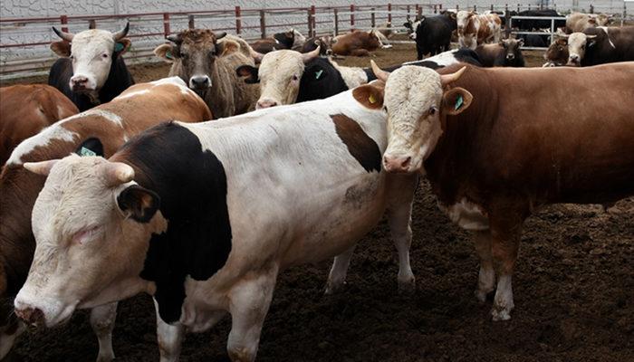 Kurban fiyatlarında ilk rakamlar geldi! Alımlar şimdiden başladı…