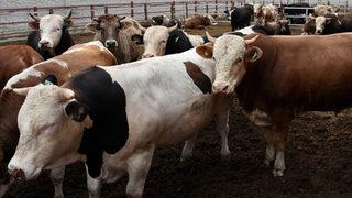 Kurban fiyatlarında ilk rakamlar geldi! Alımlar şimdiden başladı…