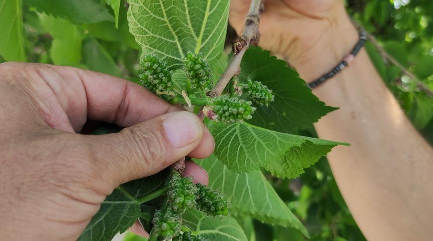 Yer: Bursa! Şifa bulmak isteyen bin yaşındaki bu ağaca geliyor