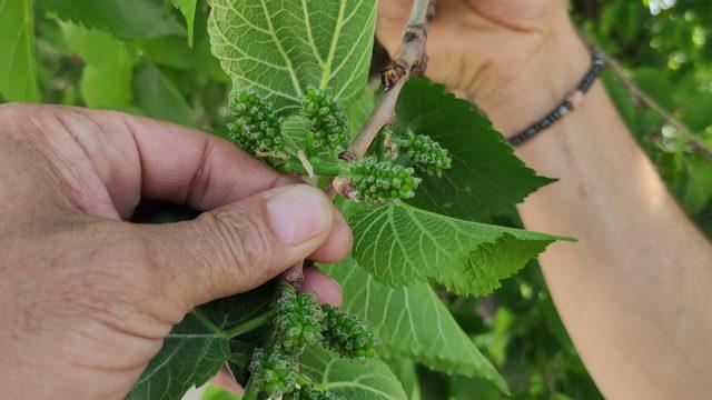Yer: Bursa! Şifa bulmak isteyen bin yaşındaki bu ağaca geliyor