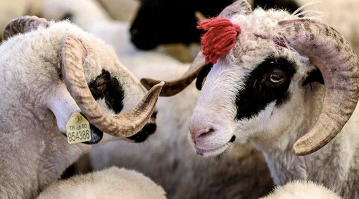 KURBANLIK FİYATLARI 2022! Büyükbaş, küçükbaş, koç, dana, koyun, keçi, sığır kurbanlık fiyatları ne kadar? İşte il il 2022 kurbanlık fiyatları! G2