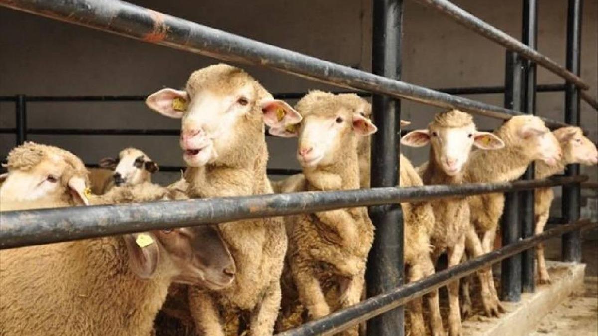 Bakanlık yasakladı! O b&ouml;lgeye kurbanlık hayvan giremeyecek 4