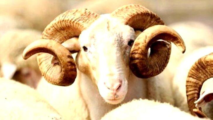 KURBANLIK FİYATLARI 2022! Büyükbaş, küçükbaş, koç, dana, koyun, keçi, sığır kurbanlık fiyatları ne kadar? İşte il il 2022 kurbanlık fiyatları! G4