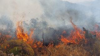 Muğla Dalaman'da orman yangını! Çok sayıda ekip sevk edildi