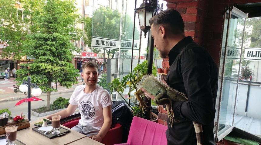 Yozgat'ta bu kafeye giren  iguana ile karşılaşıyor! 'Siparişleri birlikte alıyoruz'