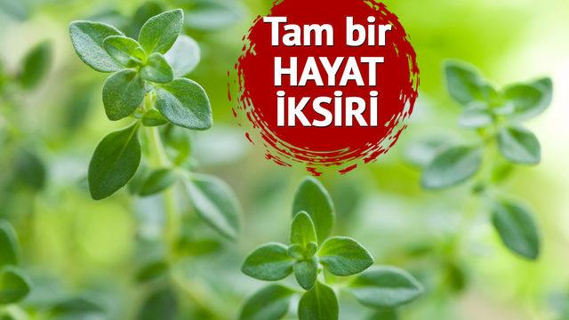 Eski Mısır ve Romalıların sağlık sırrı! Her hali şifa dağıtıyor