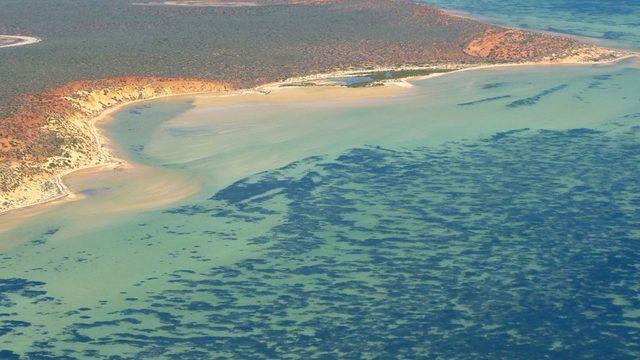 Avustralya'danın batı kıyısındaki Shark Bay'den bitkinin kuş bakışı görünümü