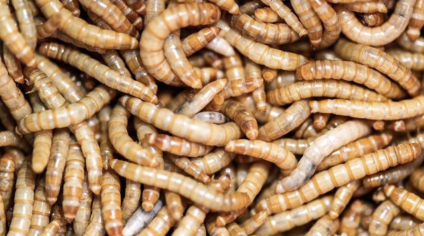 Sosyal medyada tartışma konusu oldu! Öğrencilere böcek yedirecekler