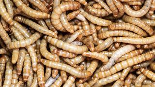 Sosyal medyada tartışma konusu oldu! Öğrencilere böcek yedirecekler