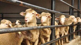 2022 yılı vekalet yoluyla kurban kesim bedeli ne kadar oldu? Diyanet kurban kesim bedelini açıkladı