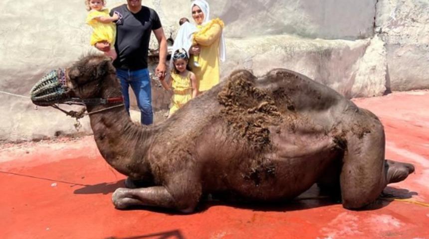 Yer Sakarya! Erkek çocuk için deve adamıştı, sözünü tuttu