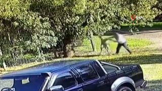 Bahçesine giren kanguruyla karşı karşıya gelince büyük şok yaşadı! Kavga ettikleri anlar sosyal medyada olay oldu