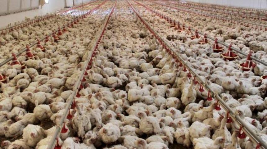  Fiyatlar arttı! Tavuk ihracatı askıya alındı