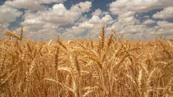 Buğday alım fiyatları açıklandı mı? Bakanlık'tan açıklama! 2022 Buğday alım taban fiyatları belli oldu mu?