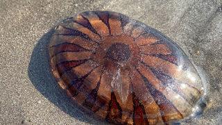 Kolları 1 buçuk metreyi buluyor! Marmara Denizi’nde zehirli pusula denizanası paniği