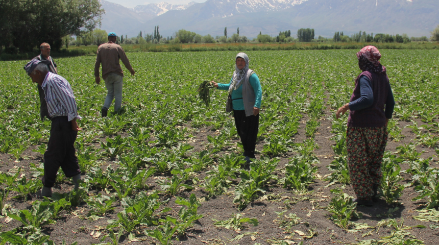 Erzincan'da köylünün canına tak eden olay! Geceleri nöbet tutuyorlar: Silah kullanmasını bilmem, bütün köyü sarmış 