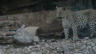 Anadolu parsı, ayak izi ve tüyünden tespit edildi! 48 yıl sonra bir ilk