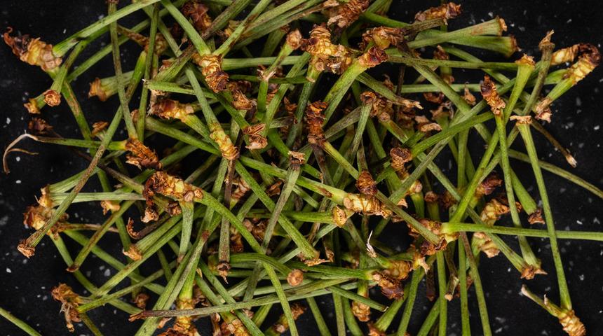 Herkes çöpe atıyor, siz atmayın! Mucizevi kiraz sapı çayı ve kiraz sapı çayı faydaları