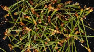 Herkes çöpe atıyor, siz atmayın! Mucizevi kiraz sapı çayı ve kiraz sapı çayı faydaları