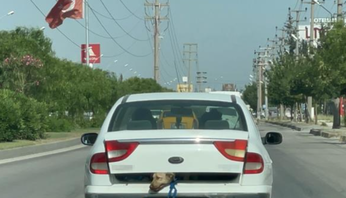 Büyük vicdansızlık, yürek sızlatan görüntü! Adana sıcağında köpeği bu halde taşıdı