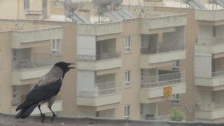 Vatandaşlar evlerine kapandı! Yetkililerden o il için önemli uyarı: Dışarı çıkmayın