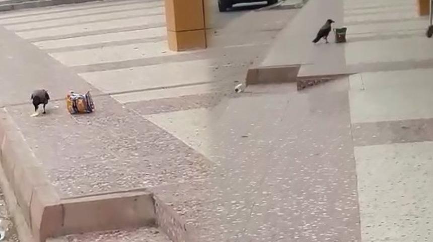 Yer: Elazığ! Karga cips paketini çalıp yedi