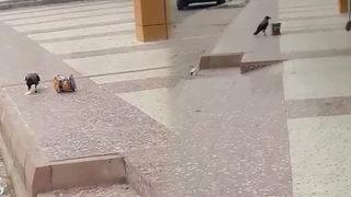 Yer: Elazığ! Karga cips paketini çalıp yedi