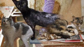 Büyükada'da kedi koronavirüsü salgını iddiası! Yüzlercesi öldü, tek tek karantinaya alınıyorlar