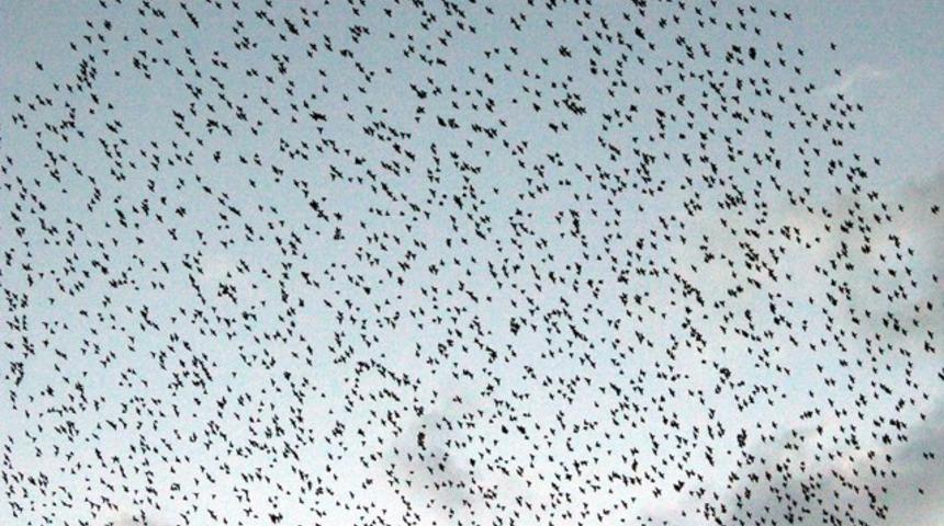 Sığırcık kuşlarının dansı s&uuml;r&uuml;c&uuml;leri ara&ccedil;larından indirdi