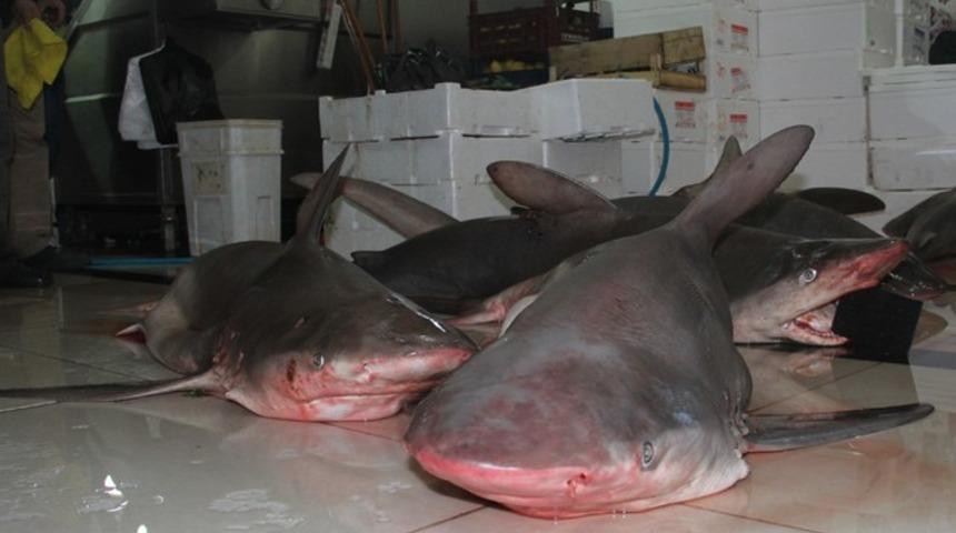 Akdeniz&rsquo;de dev k&ouml;pek balıkları yakalandı