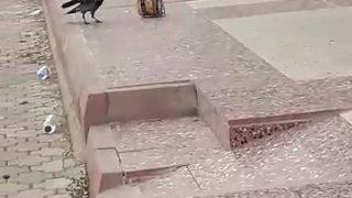 Karga, çaldığı cipsi kaldırımda açıp yedi! İlginç anlar böyle görüntülendi