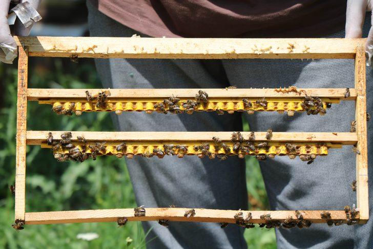 Faydaları saymakla bitmiyor! Ancak fiyatı dudak uçuklattı... Bu süt servet değerinde: Gramı 15, kilosu 15 bin TL G3