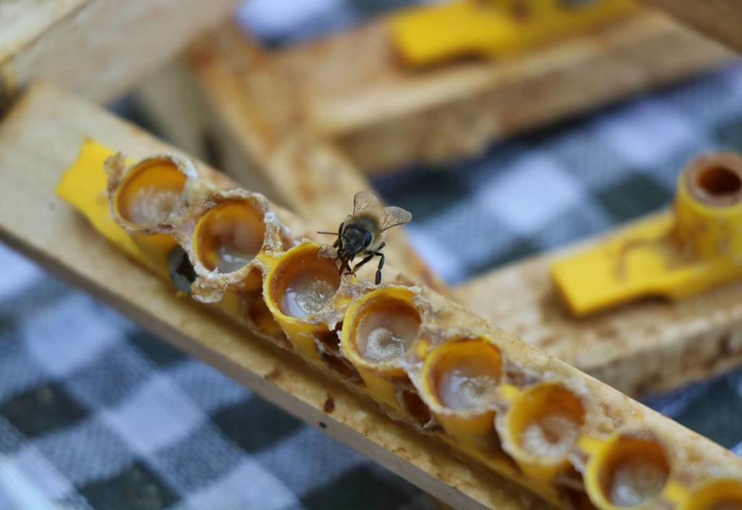 Faydaları saymakla bitmiyor! Ancak fiyatı dudak u&ccedil;uklattı... Bu s&uuml;t servet değerinde: Gramı 15, kilosu 15 bin TL
