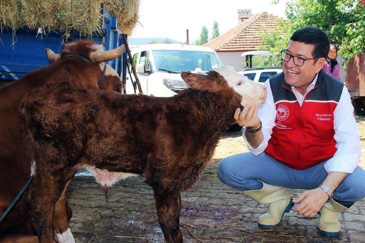 Tükiye'de bir ilk: 'Buzağım doğdu' hattı kuruldu G1
