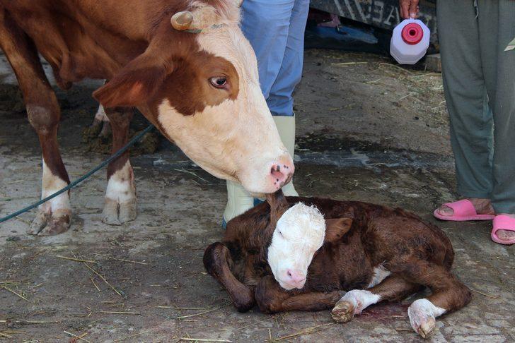 Tükiye'de bir ilk: 'Buzağım doğdu' hattı kuruldu G2