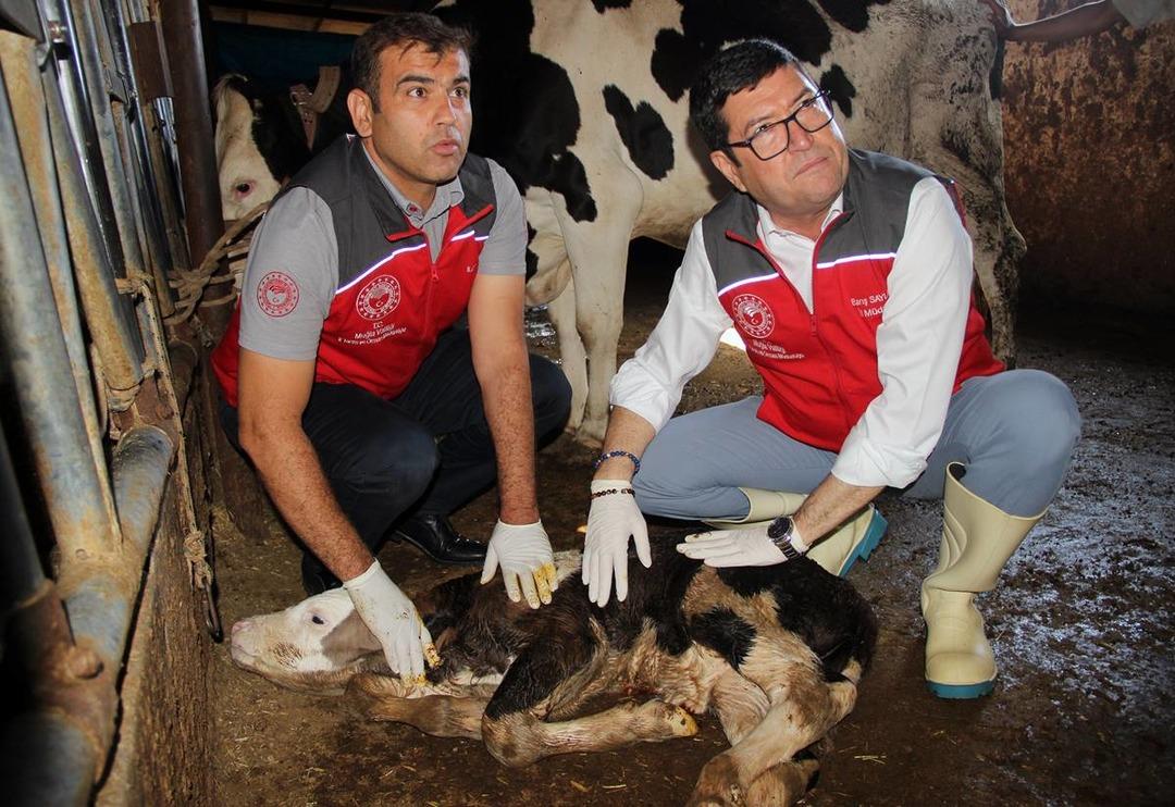 T&uuml;kiye'de bir ilk: 'Buzağım doğdu' hattı kuruldu