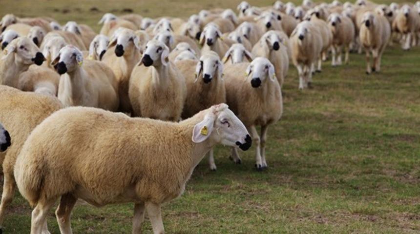 Kurban Bayramı tatili kaç gün ve ne zaman? İşte Kurban bayramı tarihleri