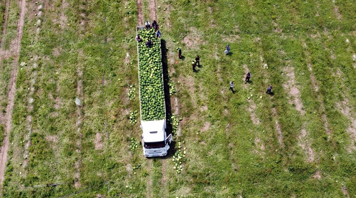 Tarsus'ta 200 bin ton karpuz, 50 bin ton kavun rekoltesi bekleniyor